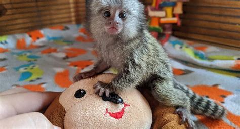 They are not easily adaptable to situations and like to stay in a predictable state. . Pygmy marmoset monkey for sale uk